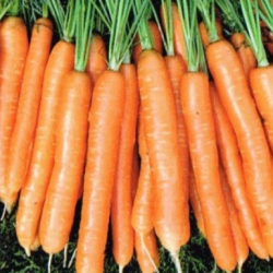 Marchew Carvora  F1 100 tyś nas. precyzja st